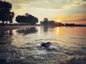 Labrador Retrievers love to retrieve and to swim!