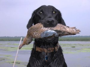 Black Labrador the the Blue-winged Teal she swam to retrieve