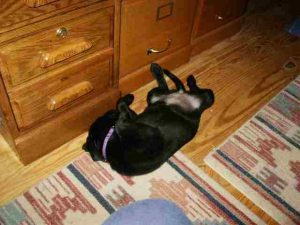 Black Lab puppy likes sleeping upside down