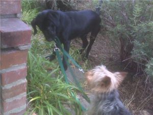 Black Lab playing with a friend