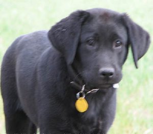 Handsome black Labrador puppy