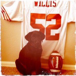 A Lab named Willis with his favorite 49ers jersey
