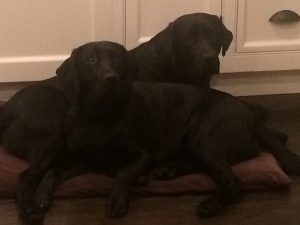 Two Labrador Retrievers do their best to fit on one dog bed