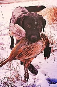 Labrador retrieving a pheasant