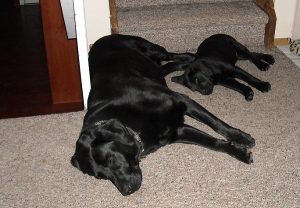 Labrador Retriever best friends sleeping on the floor