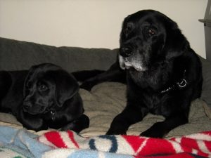 Black Lab puppy with his buddy, Max