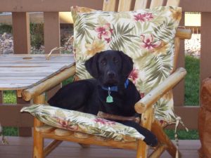Black Labrador Retriever gets comfortable on a deck chair