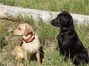 A yellow and a black Lab ready for training