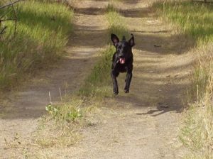 Black Labrador Retriever jumps for joy