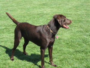 Beautiful chocolate Labrador Retriever