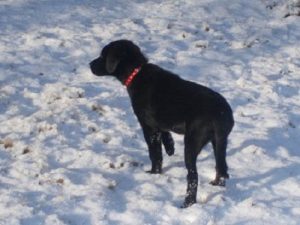 Black Lab learning about snow in Alaska