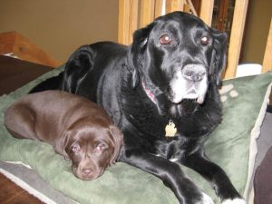 Chocolate Lab puppy hangs out with her big brother