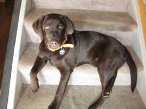 Chocolate Labrador puppy