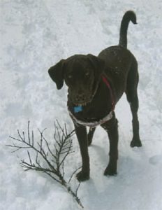 Chocolate Lab loves the snow