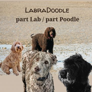 LabraDoodle - a mixed breed dog, part Lab and part Poodle