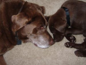 Chocolate Labs - a senior and a puppy