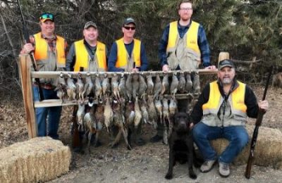 Chocolate Lab has a busy day in the field retrieving pheasants and chuckar