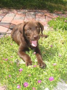Chocolate Labrador in the grass