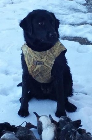 Black Labrador waiting for more birds to retrieve