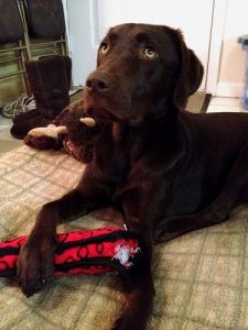 Chocolate Lab playing with his favorite toy