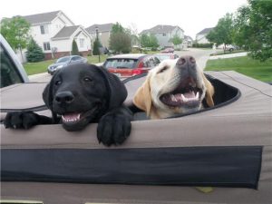 Black Labrador puppy and her yellow Lab friend