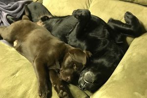 Chocolate Lab puppy and friend snuggle together