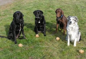 Birthday celebration for a chocolate Labrador Retriever