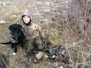 Labrador with 1/2 show and 1/2 field bloodlines showing off her hunting skills