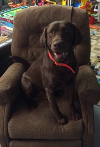 Chocolate Lab says, "This is my chair now."
