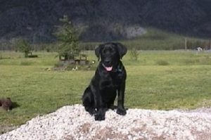 Black Labrador Retriever puppy learning to sit and stay