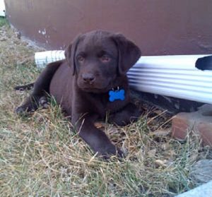 Labrador Retriever puppy in chocolate