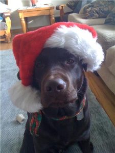 Chocolate Labrador Retriever in a Santa hat