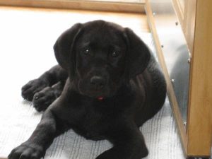 Black Labrador Retriever puppy