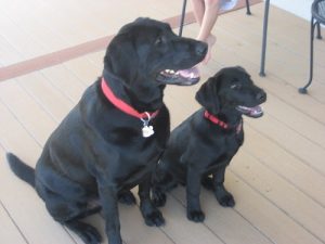 Little Mia with her buddy Diesel. Both black Labrador Retrievers