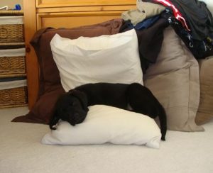 Black Lab puppy snuggles into the laundry