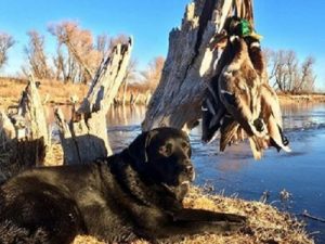 Black Labrador Retriever and the ducks he retrieved