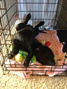 Lab puppy enjoys a nap in his crate