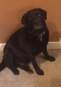 Handsome black Labrador