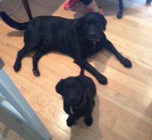 Labrador Retrievers are friendly and sweet so two males can live together