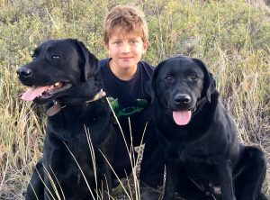 A boy and his Labrador Retrievers