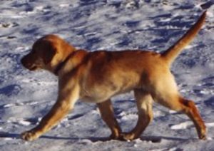 Labrador Retriever in the snow