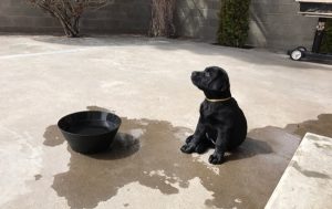 Black Labrador puppy sitting