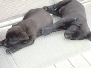 A pair of chocolate Lab puppies