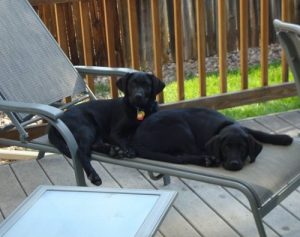 Lab puppies find a comfortable spot to relax