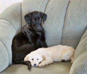 Black Labrador Retriever getting comfortable