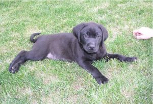 Black Labrador puppy enjoys a nap in the grass