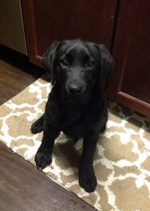 Sweet black Lab puppy