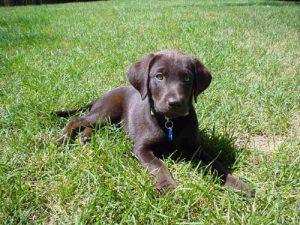Chocolate Labrador puppy enjoying the summer sun