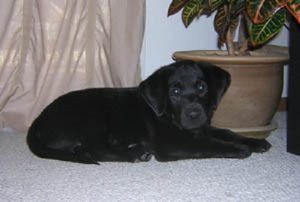 Black Labrador puppy making himself at home