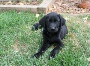 Labrador Retriever puppy in the grass